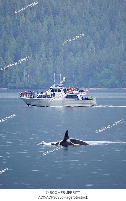Whale watchers aboard the Lukwa are treated to a close encounter with some of the local Killer Whales that frequent the area
