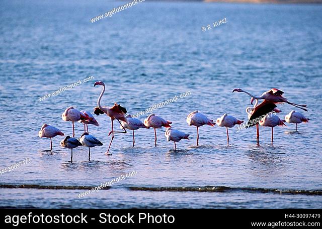 Greater Flamingo, Phoenicopterus ruber, Phoenicopteridae, flock, bird, animal, Walvis Bay, Namibia