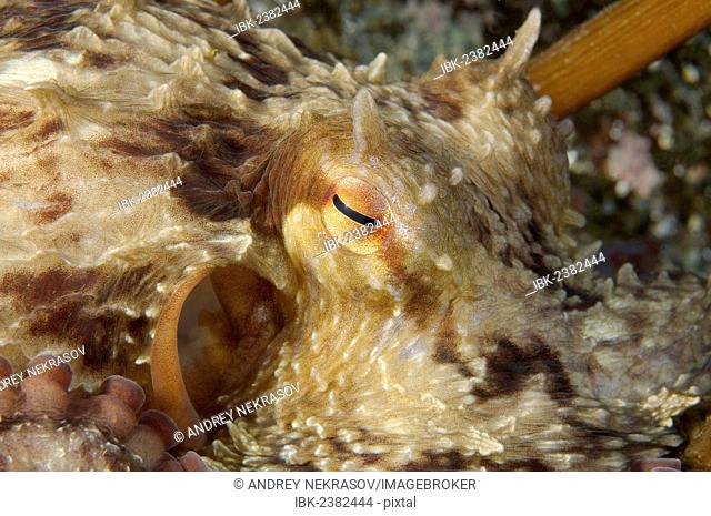 Giant Pacific octopus or North Pacific giant octopus (Enteroctopus dofleini), Japan Sea, Primorsky Krai, Russian Federation, Far East