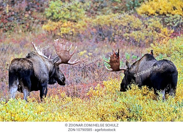 Elche sind weltweit die groessten lebenden Vertreter aus der Familie der Hirsche - (Alaska-Elch - Foto Elchbullen spielerisch kaempfend) / Moose is the largest...