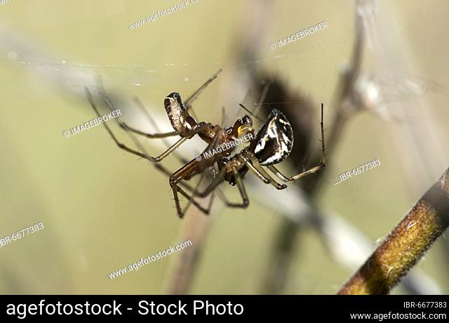Mating of the common canopy spider (Linyphia triangularis), in which the male brings the seed packets to the mating organ of the female with his pedipalps