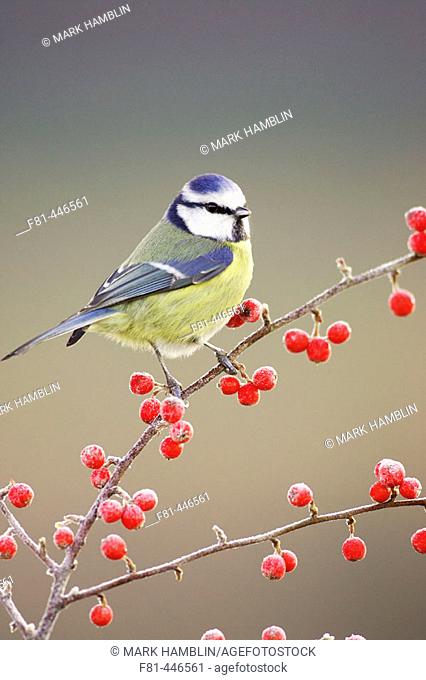 Blue Tit (Parus caeruleus) perched on red cotoneaster berries in frost. Scotland