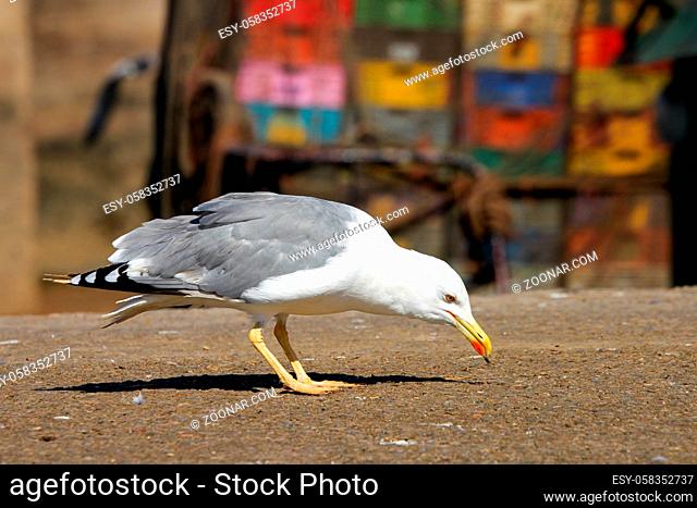Seagull on the Moroccan coast in the port of Essouira