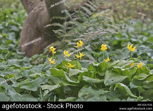 Amerikanischer Hundszahn (Erythronium americanum), Emsland, Niedersachsen, Deutschland