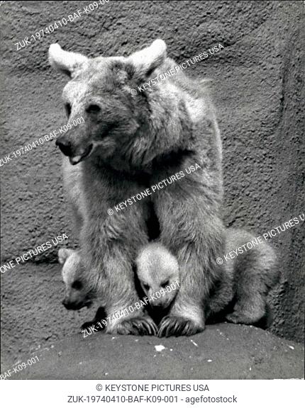 Apr. 10, 1974 - Rough and Tumble - the Brown bear Cubs make their Debut: Rough and Tumble, the brown bear cubs, came out today for the first time with their...