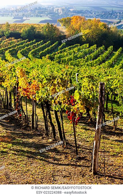 view of autumnal vineyards near Jetzelsdorf, Lower Austria, Austria