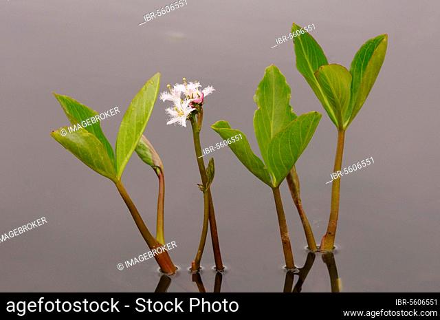 Bogbean (Menyanthes trifoliata) flowering, growing in pond, Oxfordshire, England, United Kingdom, Europe