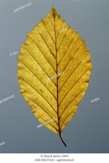 Witch Hazel leaf (Hamamelis virginiana), Hamamelidaceae