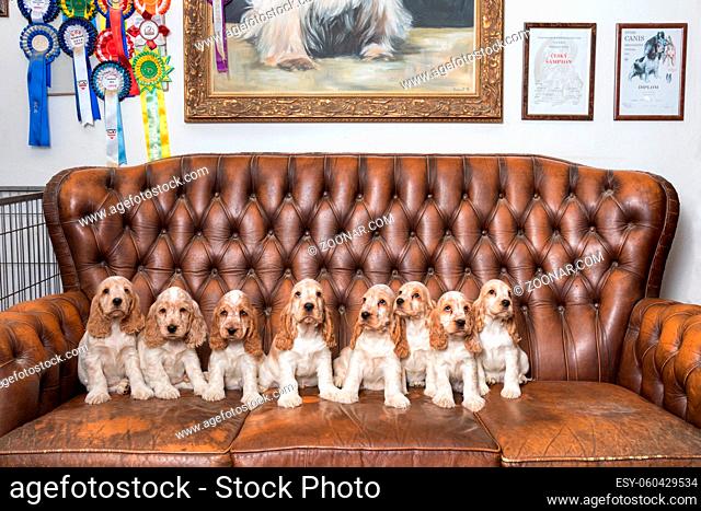 huge family of English Cocker Spaniel with small puppies, posing to camera on Breeding station, descendants of European champions