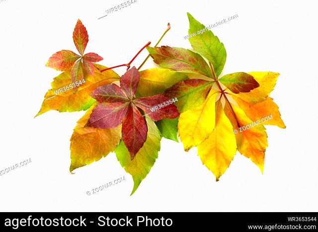 Colorful autumnal foliage isolated on a white background