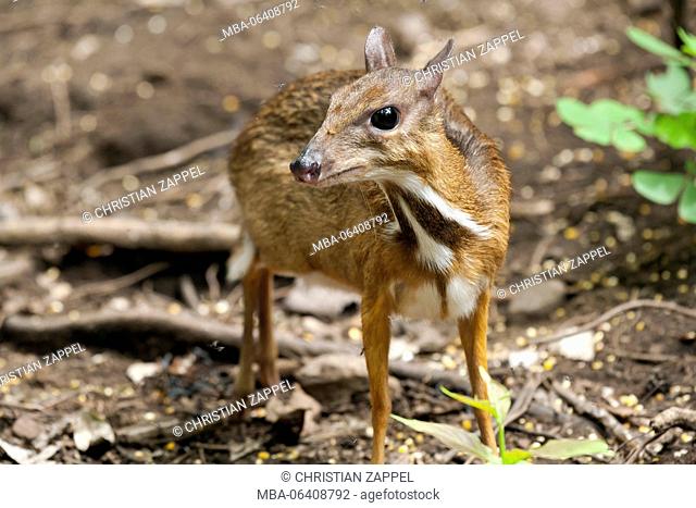 Java mouse-deer, (Tragulus Javanicus), Kaeng Krachan, Thailand, Asia