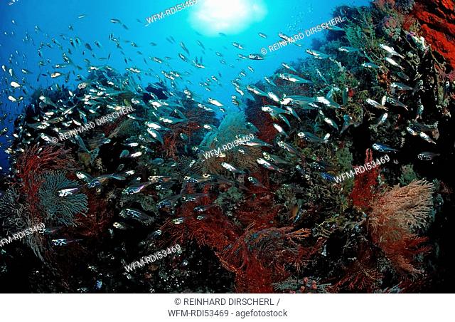 Pygmy sweeper and coral reef, Parapriacanthus ransonneti, Wakatobi Dive Resort Sulawesi Indian Ocean Bandasea, Indonesia