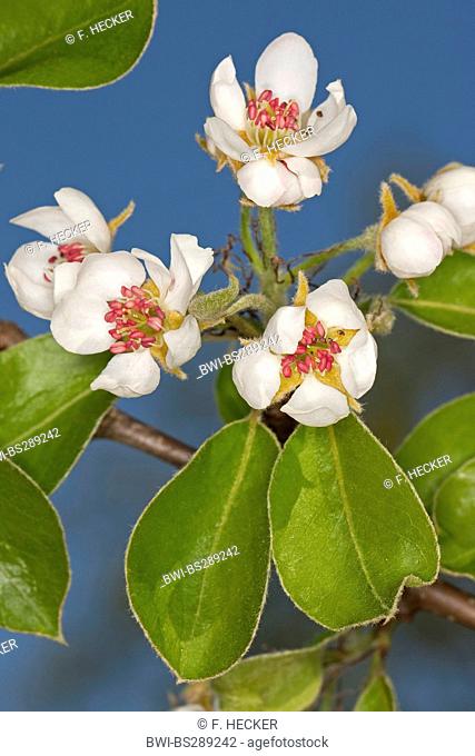 common pear (Pyrus communis), blooming pear branch, Germany
