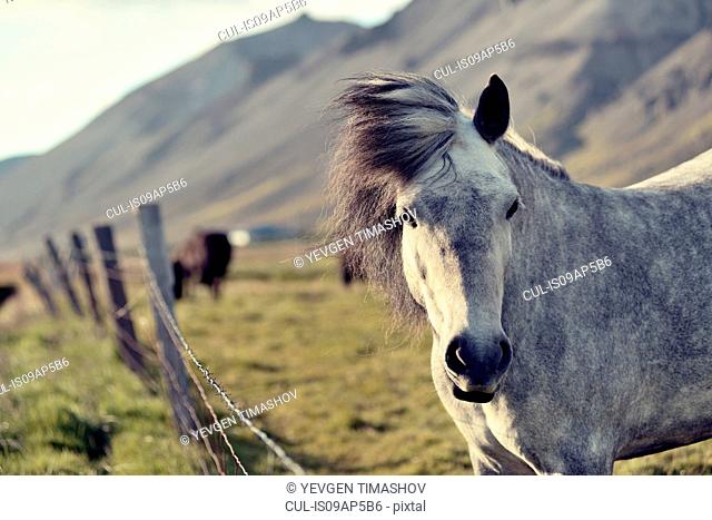 Icelandic horse, Snaefellsnes Peninsula, Iceland