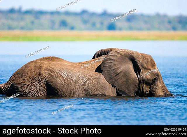 Swimming African bush elephant