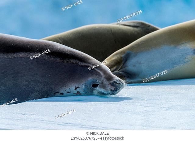 Crabeater seal looking at camera beside others
