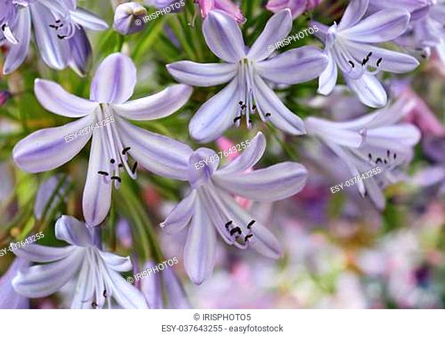 Beautiful violet blue bells on blurred background as the theme for Valentine's Day