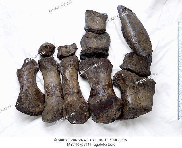 A fossil front left foot belonging to the Cetiosauriscus, a Sauropod dinosaur, discovered in Peterborough, England. It dates back 158 million years