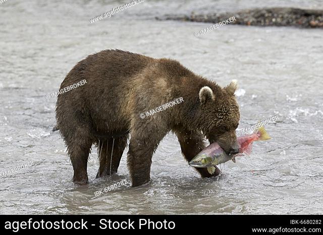 Kamchatka brown bear (Ursus arctos beringianus) with red salmon (Oncorhynchus nerka) in its mouth, Hakytsin River near Kurilskoye Lake, Kamchatka, Russia