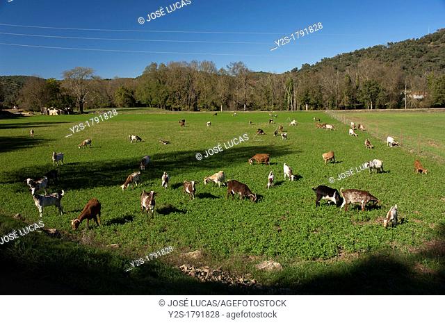 Sierra Norte de Sevilla Natural Park, Goats in the field, San Nicolas del Puerto, Seville-province, Spain