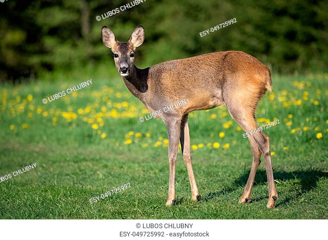 Roe deer in grass, Capreolus capreolus. Wild roe deer in spring nature