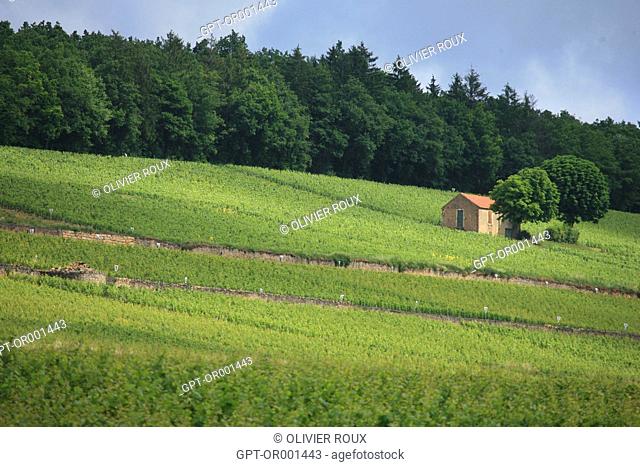 CORTON CHARLEMAGNE VINEYARDS, CABOTTE IS THE NAME GIVEN TO THE LITTLE STONE HUTS IN BURGUNDY, COTE-D'OR (21), BOURGOGNE, FRANCE
