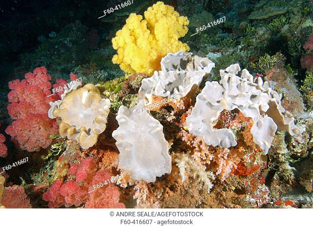 Soft corals (Sarcophytum sp. and Dendronephthya sp.). Namu atoll, Marshall Islands (North Pacific)