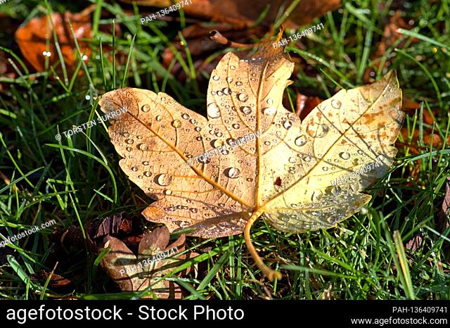 October 13th, 2020, Schleswig, brightly colored leaves of a maple tree with morning dew in the grass. | usage worldwide. -...