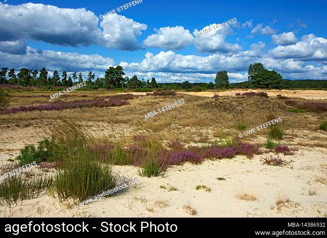 Sand dunes in the Behringer Heide near Behringen