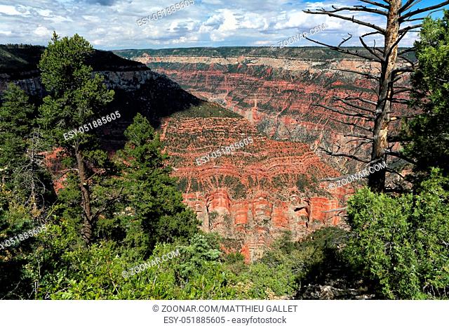 the grand canyon national park north rim arizona USA