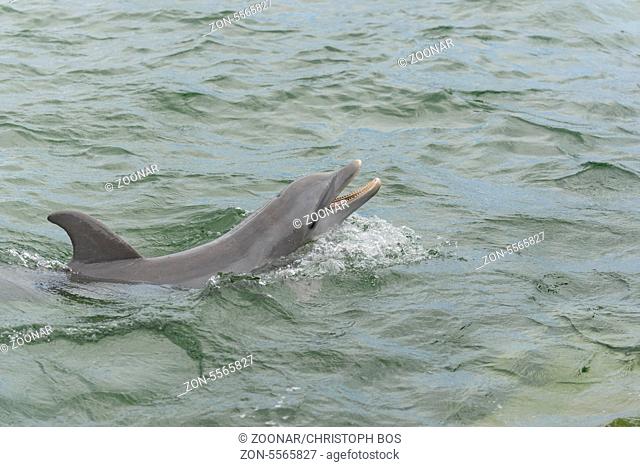 Delfin, Delphinus delphis, Dolphin