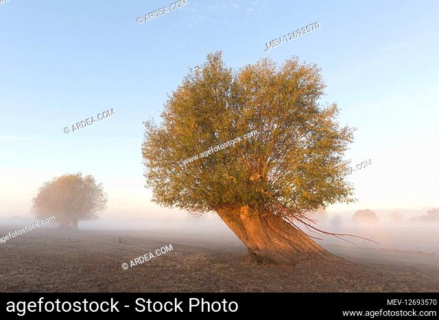 White Willow - tree in morning fog - Germany