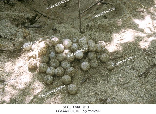 Green Sea Turtle Eggs To be Reburied in Hatchery Turtle Island Park/Malaysia