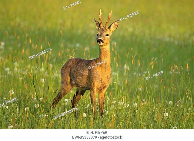 roe deer (Capreolus capreolus), roe buck in the morning in May, Germany, North Rhine-Westphalia