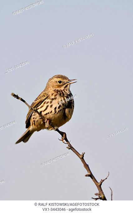 Meadow Pipit / Wiesenpieper ( Anthus pratensis ) perched on top of brnahc of a bush, singing its song, courting, wildlife, Europe