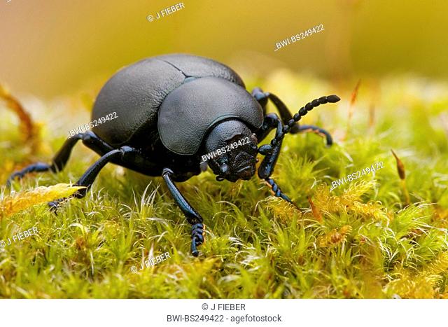 bloody-nosed beetle Timarcha tenebricosa, walking on moss, Germany, Rhineland-Palatinate