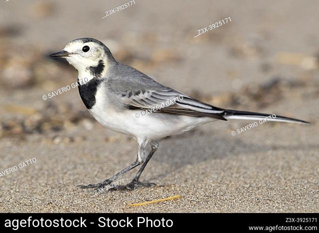 White Wagtail (Motacilla alba), side view of an individual in winter plumage standing on the sand, Campania, Italy