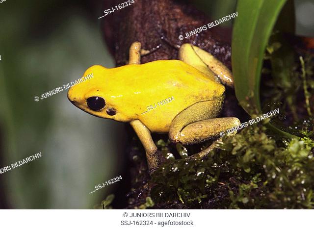 Golden Poison Frog - sitting on a stone / Phyllobates terribilis
