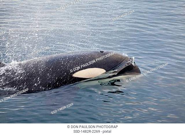 Killer whale Orcinus orca spraying water, Blackfish Sound, Vancouver Island, British Columbia, Canada
