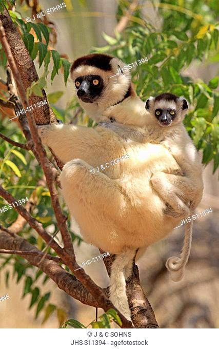 Verreaux`s Sifaka, Propithecus verreauxi, Berenty Reserve, Madagascar, Africa, adult with young on tree