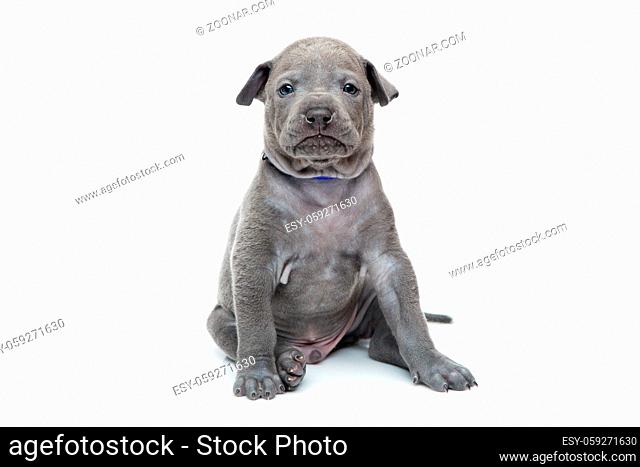 One month old thai ridgeback puppy dog in blue collar sitting. Isolated on white. Copy space