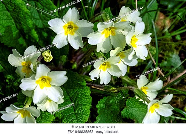 Primula vulgaris known as common primrose or English primrose - wild spring flowers in British park - Stowe, Buckinghamshire, United Kingdom