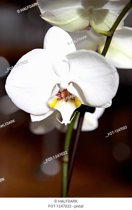 White Moth Orchids on a stem, close-up