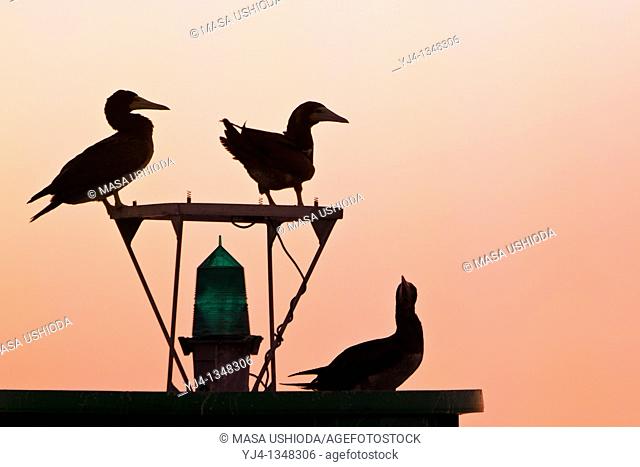silhouette of brown boobies, Sula leucogaster, resting on navigational buoy aka green can at sunset, Kona Coast, Big Island, Hawaii, USA, Pacific Ocean