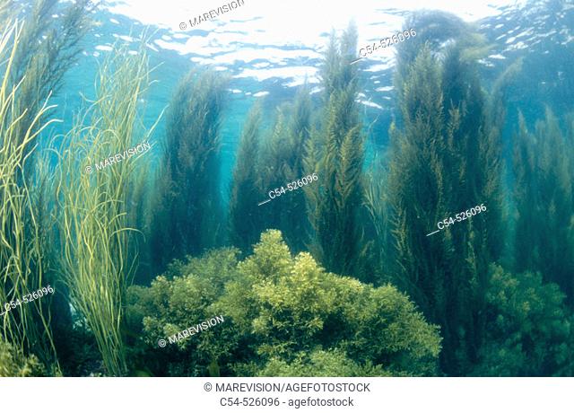 Thongweed (Himanthalia elongata), Brown Seaweed (Cystoseira baccata) and macroalgae (Sargassum muticum). Galicia, Spain