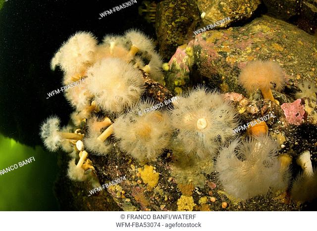 Plumose Anemone, Metridium senile, White Sea, Karelia, Russia