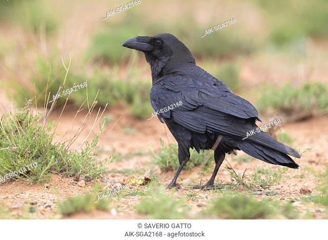 African Northern Raven (Corvus corax tingitanus), back view of an adult standing on the ground in Morocco