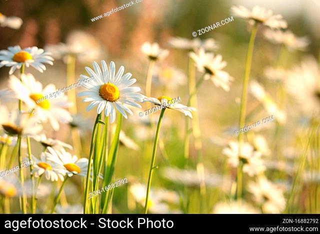 Daisies on a spring meadow at sunrise