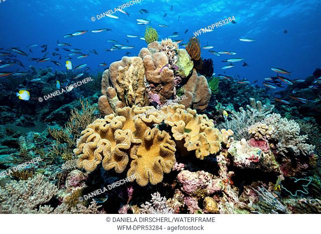 Neon Fusiliers over Coral reef, Pterocaesio tile, Tanimbar Islands, Moluccas, Indonesia
