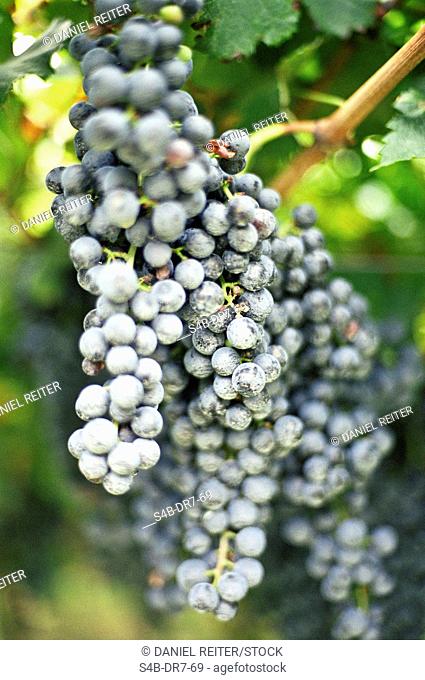 Grapes on the vine, Lake Garda, Italy